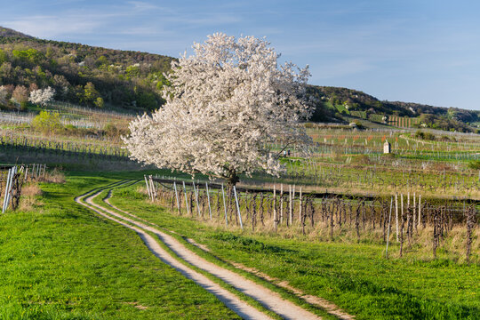 bl&uuml;hender Kirschbaum in den Weing&auml;rten, Wiener Hochquellwasserleitung, Baden bei Wien, Thermenregion, Nieder&ouml;sterreich, &Ouml;sterreich