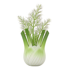 Fresh Fennel Bulb with Green Fronds on Black Background isolated on Transparent Background