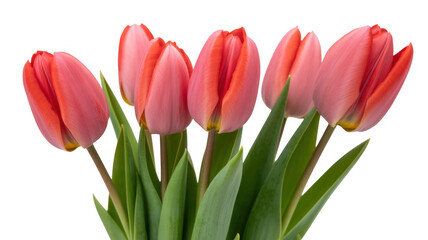 Fototapeta premium Pink Tulips with Green Leaves flowers isolated on a transparent background