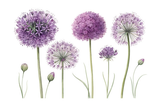 set of Round Purple Allium Watercolor Flower, Floral Vector Illustration for Design, Isolated on White