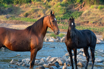 Obraz premium black and bay mares of indian breed Marwari posing in river at sunny evening. Gujarat, India