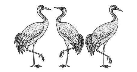 Fototapeta premium Three graceful cranes in profile with intricate feather details