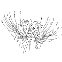 Botanical line drawing of a spider lily flower with delicate curved stamens and layered petals, rendered in fine black outlines.