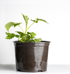 Currant seedling in a pot on a white background.