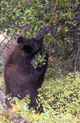 Black Bear Eating Hawthorn Berries in Autumn in Grand Teton National Park Wyoming
