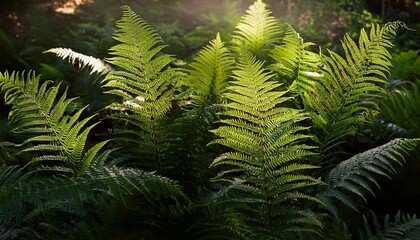 Background Of Wild Fern Leaves In The Forest