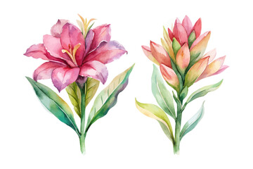 Obraz premium Soft Watercolor Alpinia Botanical, Exotic Flower Vector Illustration for Design, Isolated on White