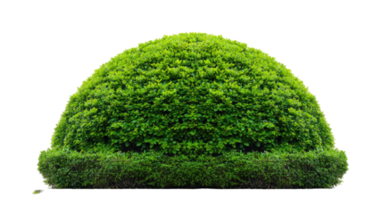 perfectly trimmed green hedge bush dome shape garden landscaping foliage symmetry isolated botanical form on white background