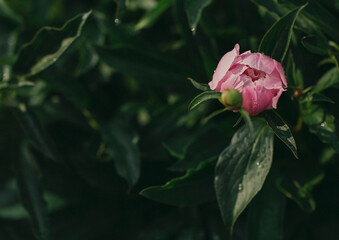 a blooming peony on a green bush