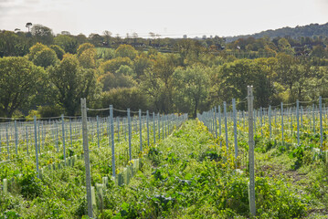 New vineyard planting in Sussex, England