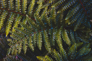 Detailaufnahme von gr&uuml;nem Farnblatt mit nat&uuml;rlicher Textur im Wald