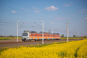 Zmodernizowany pasażerski pociąg w polach rzepaku © Erap2