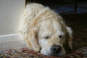 Golden Retriever dog sleeping indoors.