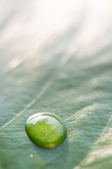 Stunning close-up images of tiny water droplets on leaves, contributing to the completeness of the...