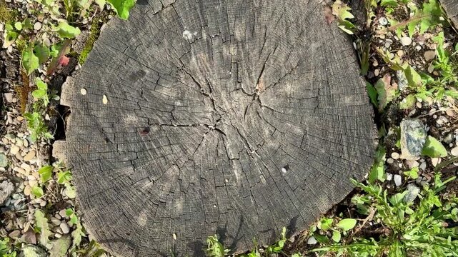 Cracked Tree Stump With Radial Fissures, Dark Porous Core Surrounded By Small Plants And Gravel, Intimate Texture Study For Conservation Record And Restoration Planning, Natural Tones.