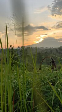 Morning sunrise behind Mount Ciremai with swaying wild grass. Peaceful nature scenery in Sumedang, West Java, featuring soft golden light.