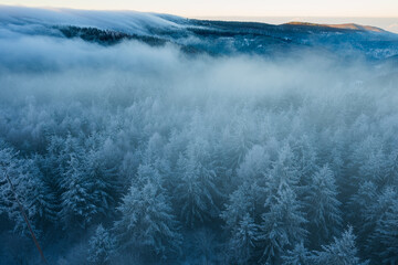 Obraz premium Nebliger Winterwald in den Bergen – Frostbedeckte Tannen im Morgenlicht