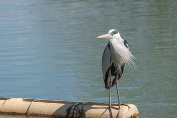 川の浮きの上で羽を休めるアオサギの全身と水辺の風景