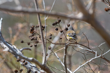 冬の枝に止まり周囲を警戒するカワラヒワの背中と羽の模様