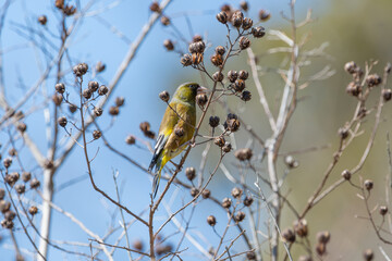 植物の種を食べるカワラヒワの野鳥と春の自然風景