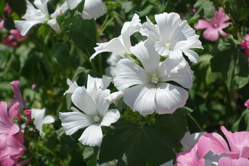 Close view of white and pink flowers of Lavatera trimestris in July