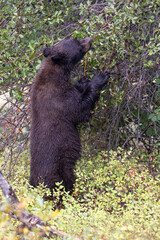 Black Bear Eating Hawthorn Berries in Autumn in Grand Teton National Park Wyoming