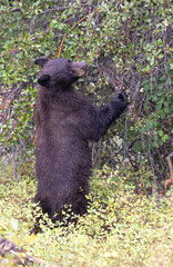 Fototapeta premium Black Bear Eating Hawthorn Berries in Autumn in Grand Teton National Park Wyoming