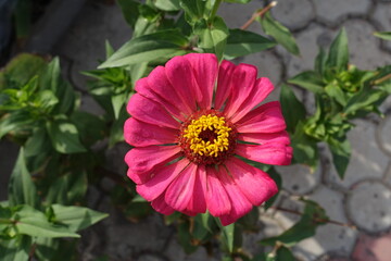 1 magenta colored flower of Zinnia elegans in mid September
