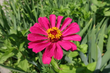 Obraz premium Magenta colored flower of single Zinnia elegans in mid July