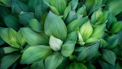 Fototapeta premium bold green succulent leaves nature abstract background