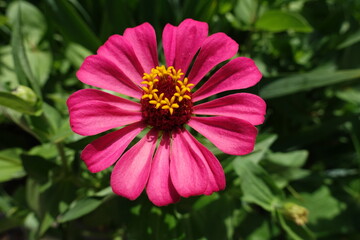 Fototapeta premium One pink flower of single Zinnia elegans in mid July