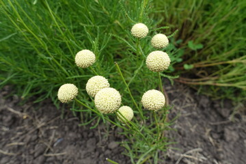 Closeup of flowers of Santolina virens in July