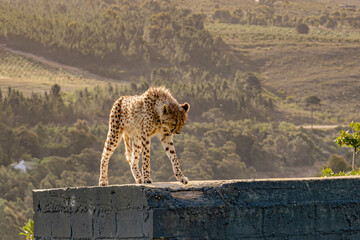 Cheetah walking across a wall in rehabilitation centre, South Africa. Wild animal protection and care. Conservation photography. © Sea_Inside_Soul