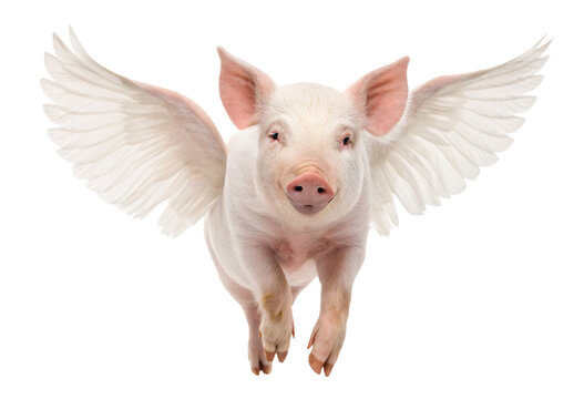 White winged pig flying forward, when pigs fly surreal animal illustration, isolated on a transparent background