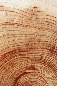 Natural wooden background, close up wood texture annual rings form. Top view of cross section of juniper log, graphic nature organic pattern. Sawed timber with tree ring pattern, vertical