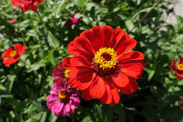 Close shot of semi double red flower of Zinnia elegans in mid August