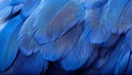 Obraz premium Blue Feathers Texture