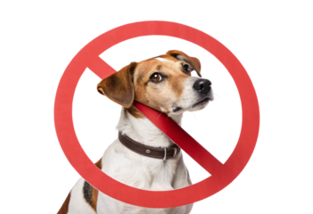 Jack Russell terrier with collar red prohibition sign no dogs allowed, isolated on a transparent background