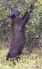 Black Bear Eating Hawthorn Berries in Autumn in Grand Teton National Park Wyoming