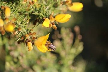 Abeille europ&eacute;enne