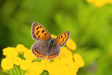 Obraz premium Lycaena phlaeas. A Small copper sitting on a yellow flower. A small colorful butterfly in the nature habitat. 