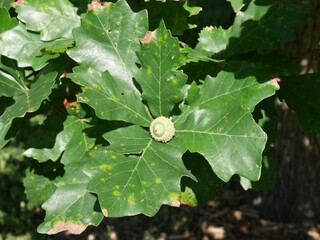 Green Leaves and Immature Acorn of Swamp White Oak in Late Summer