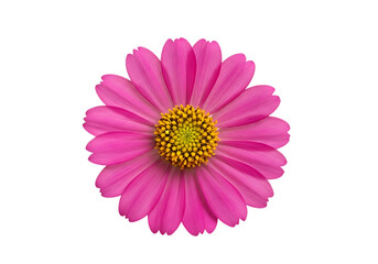 Pink daisy flower close-up, Isolated on transparent background, png