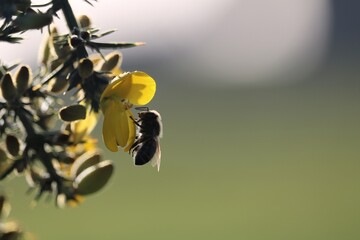 Abeille