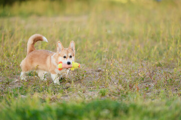 Happy puppy plays outside during walk. Energetic corgi carries striped stuffed animal in mouth during outdoor play. Young dog explores open space with toy in mouth.