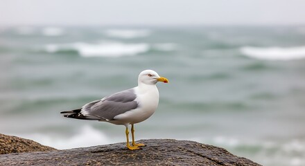 Fototapeta premium A seagull stands on a rock against a misty sea background.