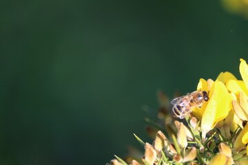 Abeille europ&eacute;enne