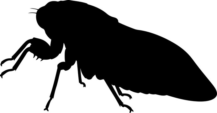Profile silhouette of a crawling cicada insect with a stout body and folded wings
