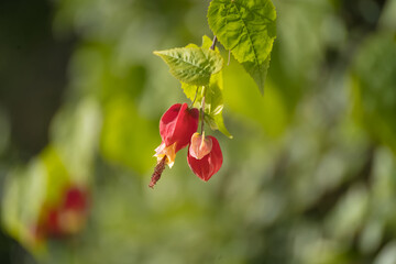 Fleur d&rsquo;hibiscus piment en macro sur fond vert