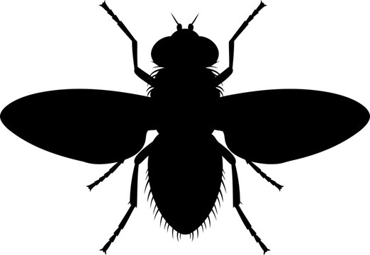 Top view of a housefly insect black silhouette with wings spread and hairy body